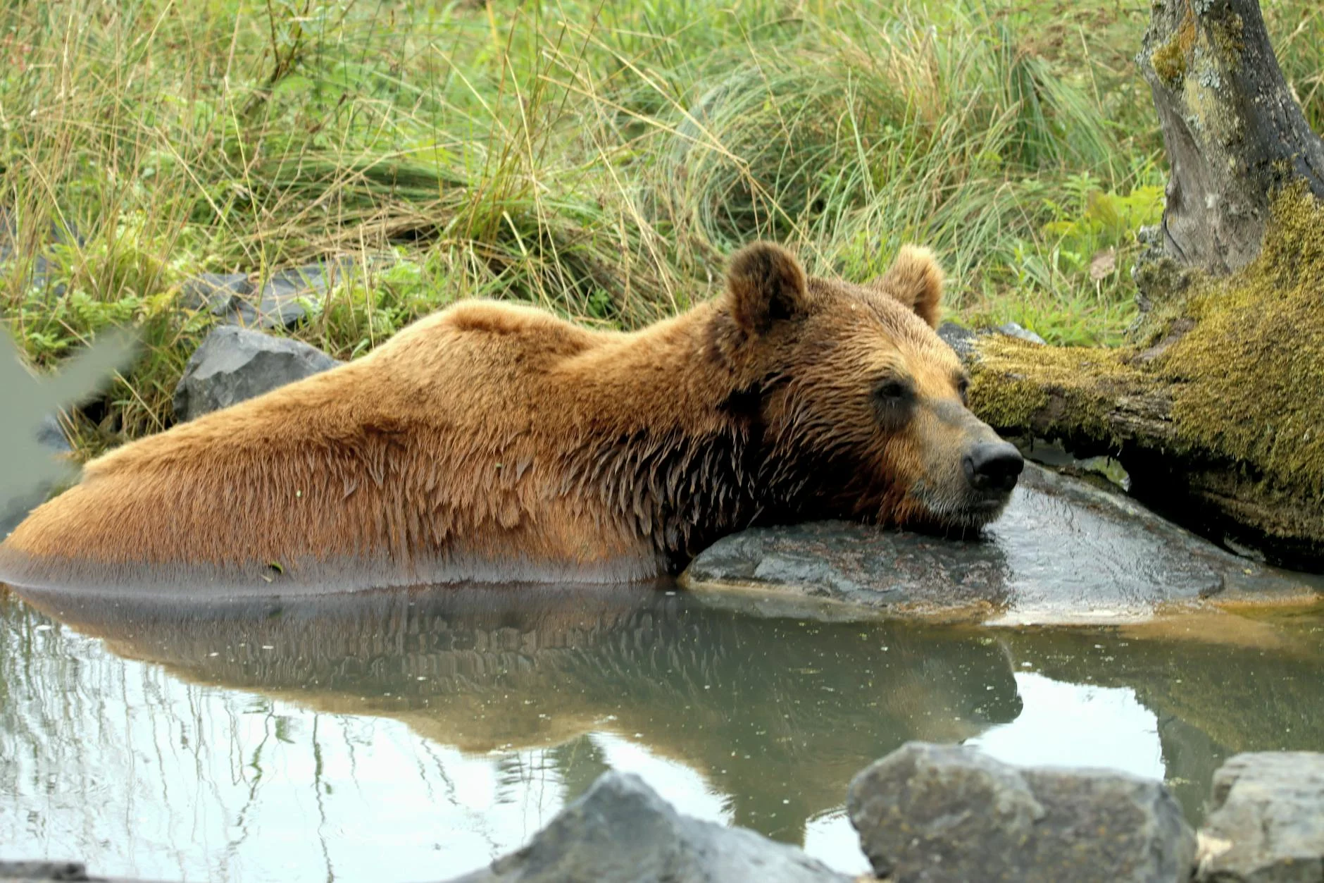 Apa Itu Domain? Panduan Lengkap untuk Pemula Website