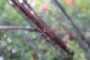 Web Hosting Lokal Vs Internasional